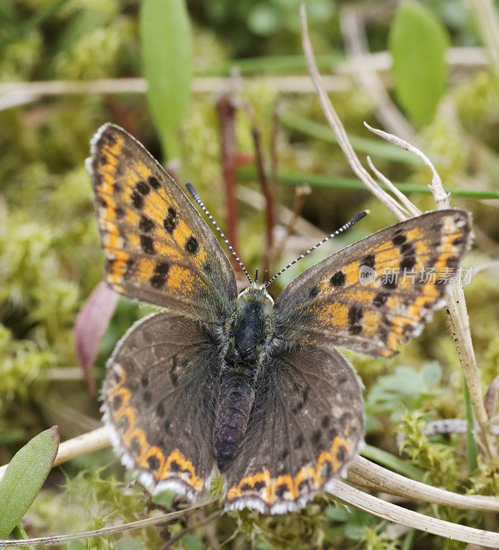 灰铜蝶(Lycaena tityrus)雌性